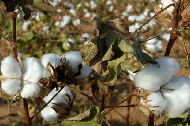 Cottonseeds