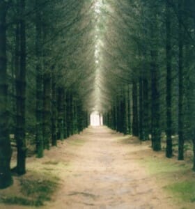 Tree Lined Path A path lined with tall trees stretching into the distance, a metaphor for the tree-filled avenue of possibility, having low AMH and natural pregnancy.