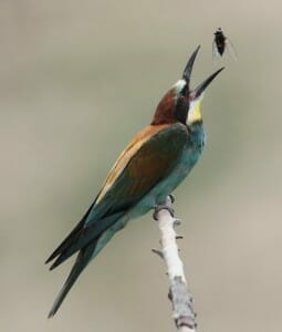 European Bee-eater bird about to eat a bee.