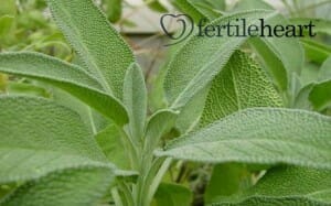 cooking-with- fertility herbs -sage