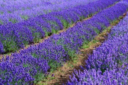 Let's turn fields of plastic into fields of lavender! 