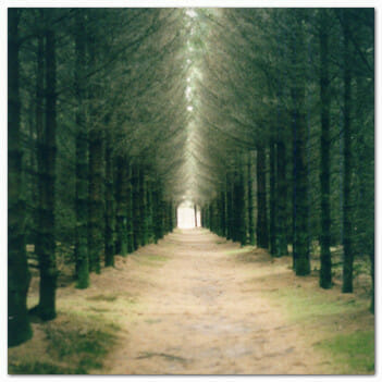 Tree lined path in forest