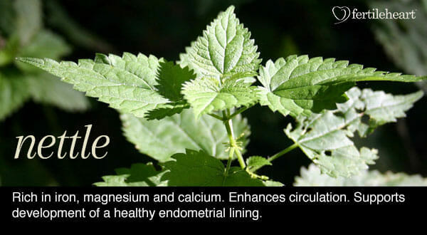 Fertility Herbs - Nettle Hormone Balancing Herb